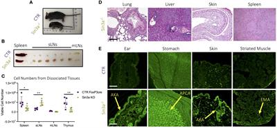 T-regulatory cells require Sin3a for stable expression of Foxp3